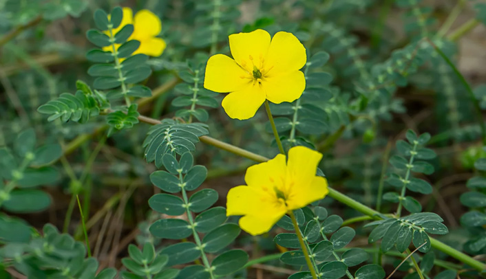 Tribulus